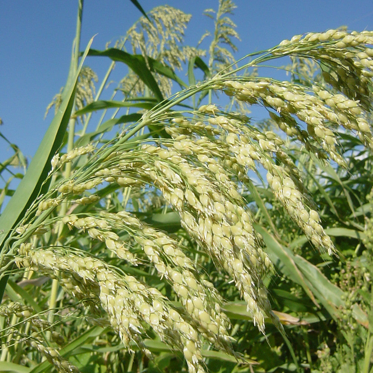 Tarahumara Popping Sorghum