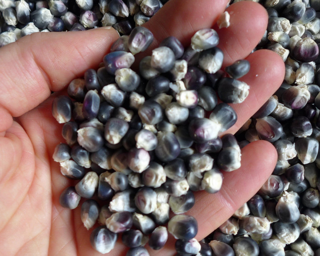 Hopi Blue Corn