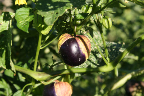 Purple De Milpa Tomatillo