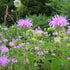 Field of wild bergamot plants with green leaves and purple-pink flowers