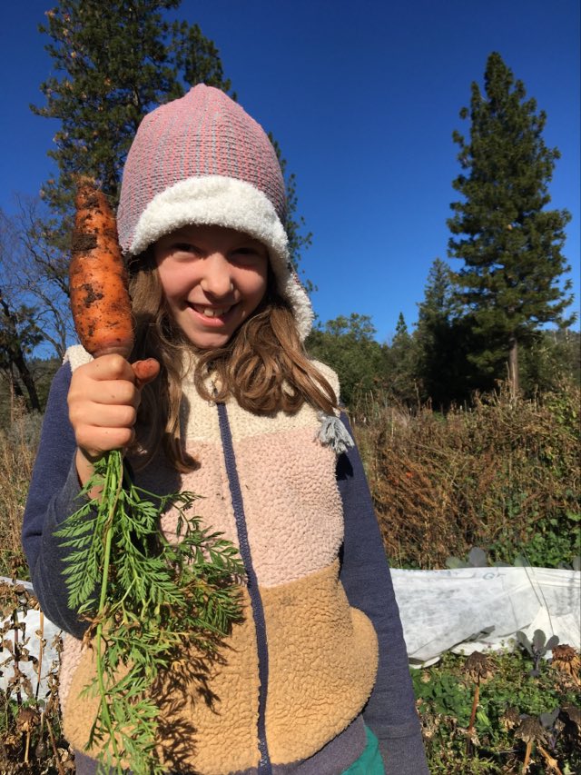 Returning for 2023: Red Noodle Bean and Danver's Carrots