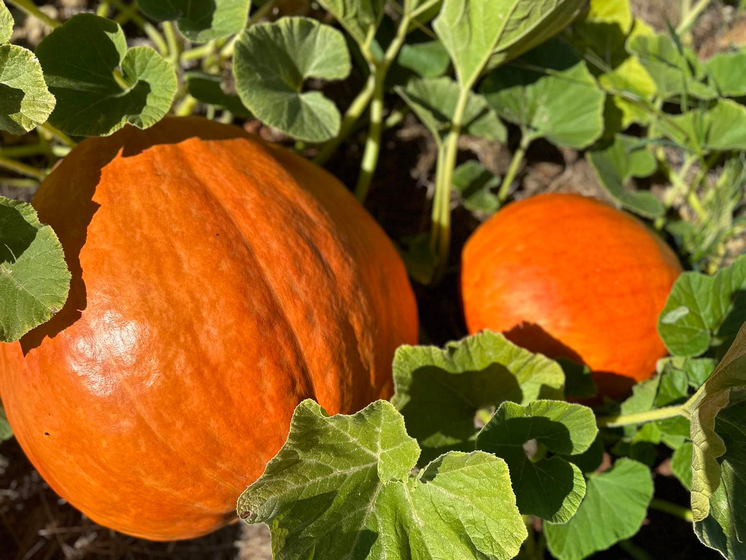Farm Favorite Vegetables