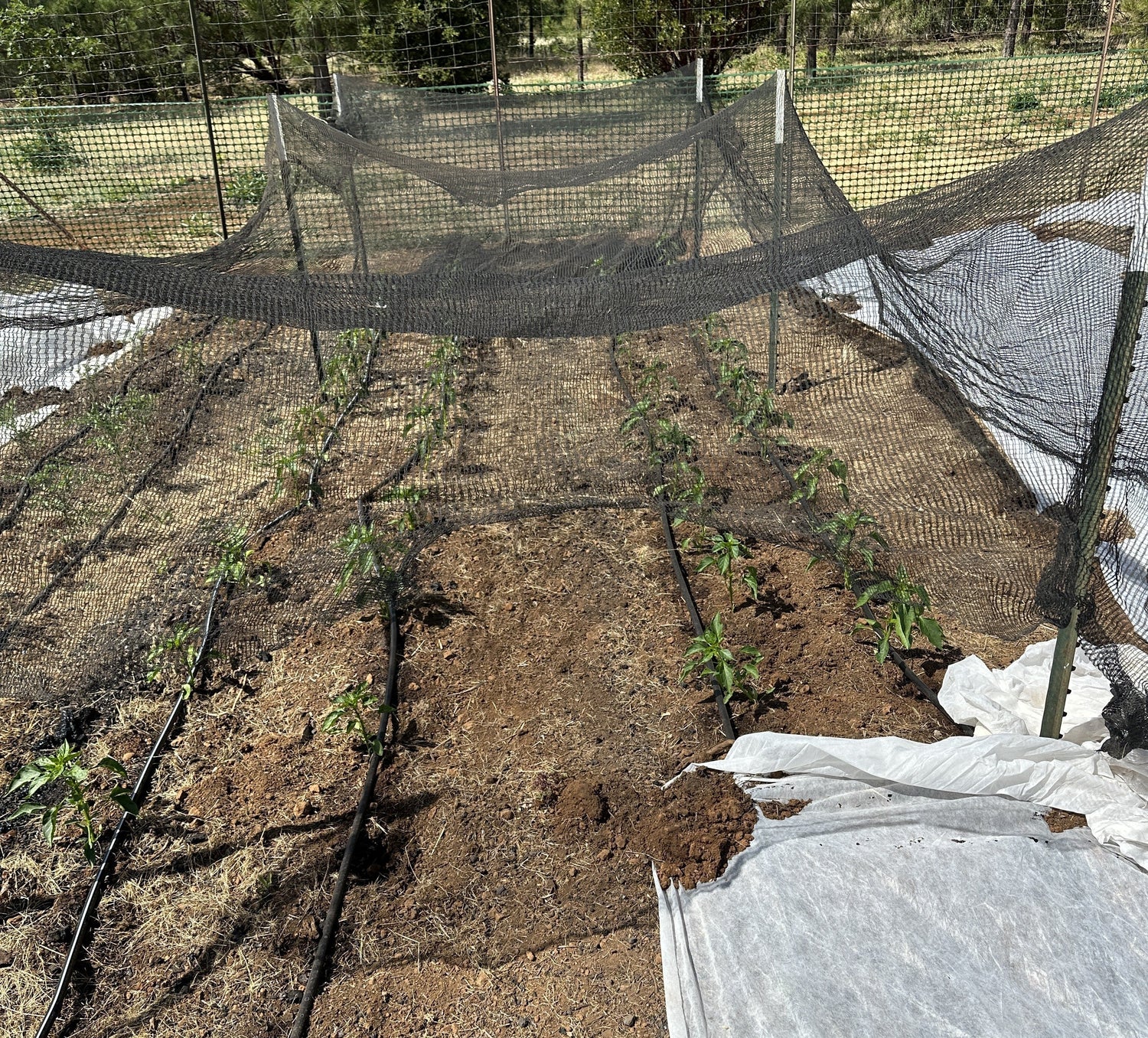 How to Protect Plants from Extreme Summer Heat