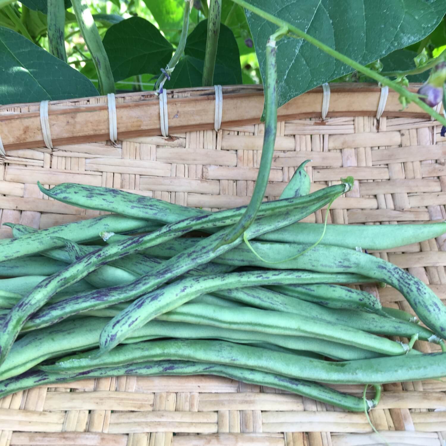 How to Plant Beans