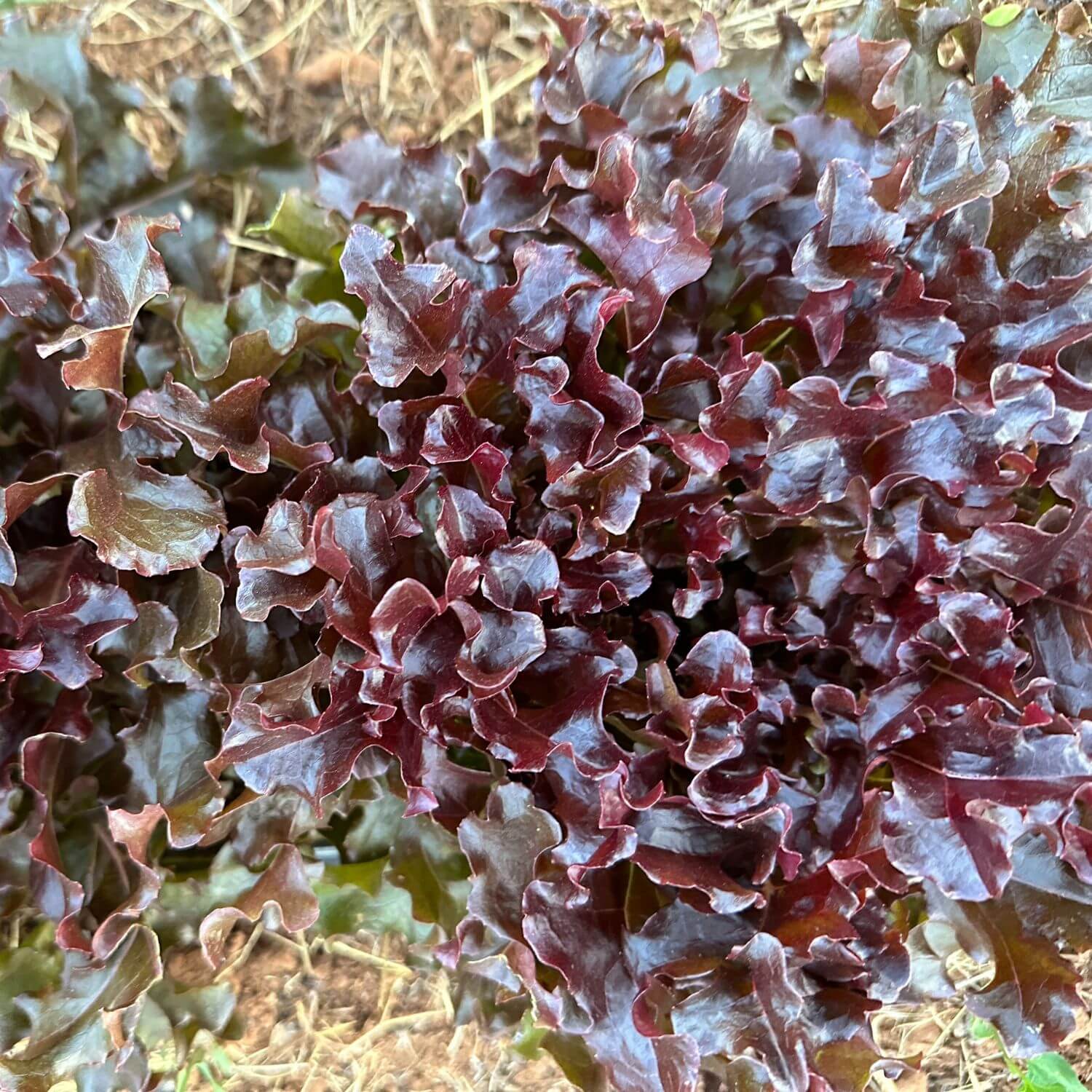 How To Plant Lettuce