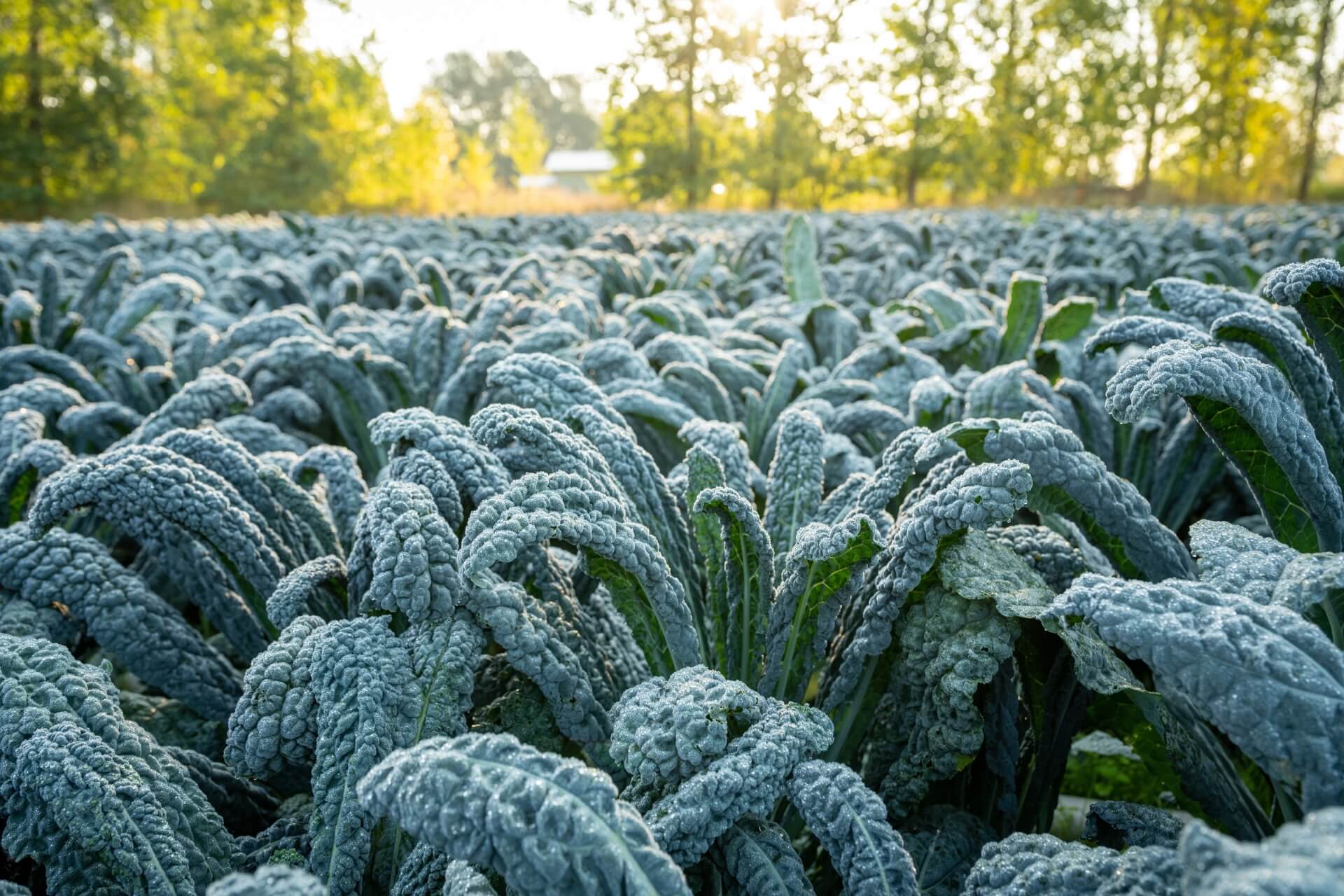 Plan Your Fall Garden