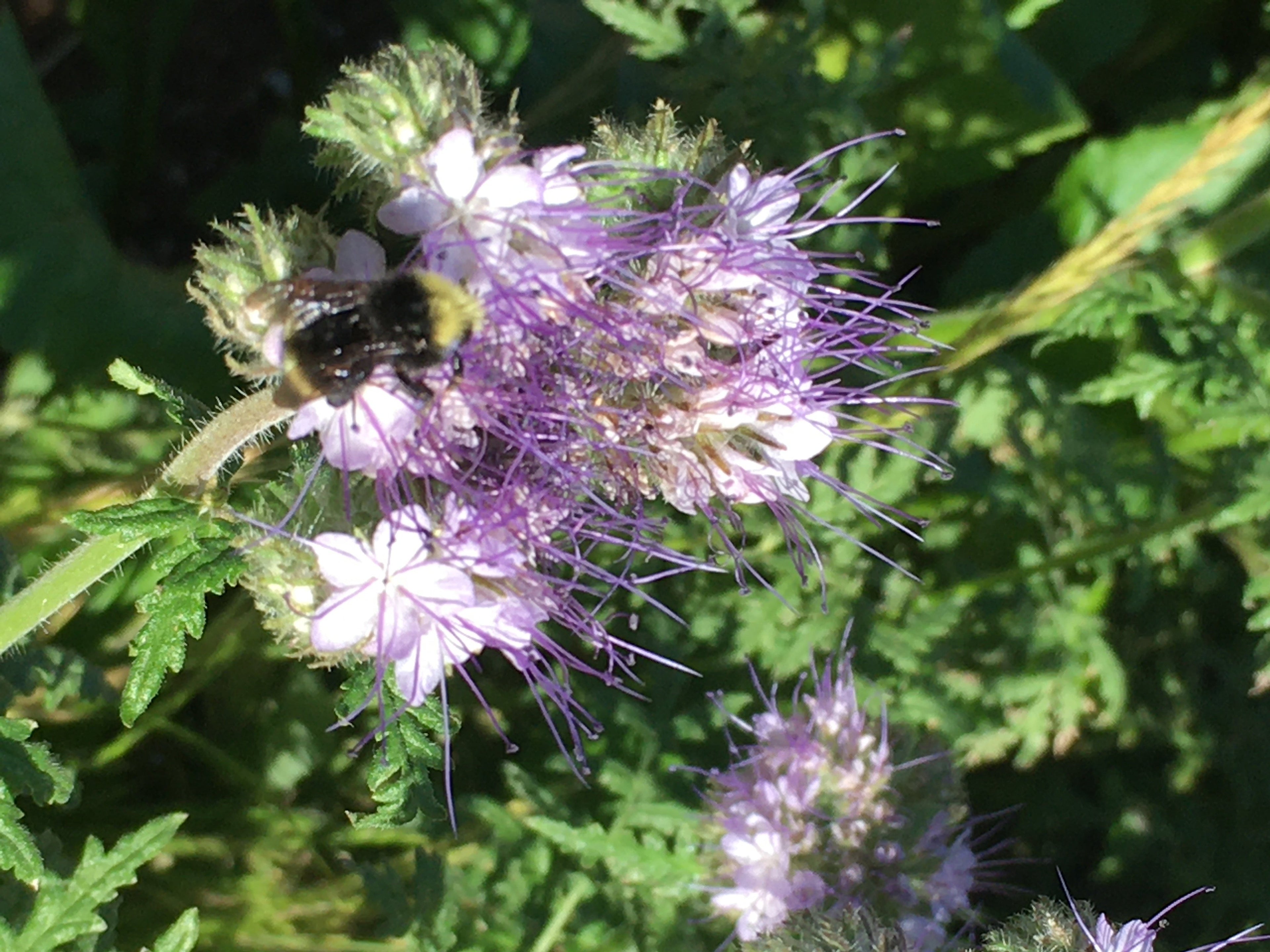 Pollinator Garden