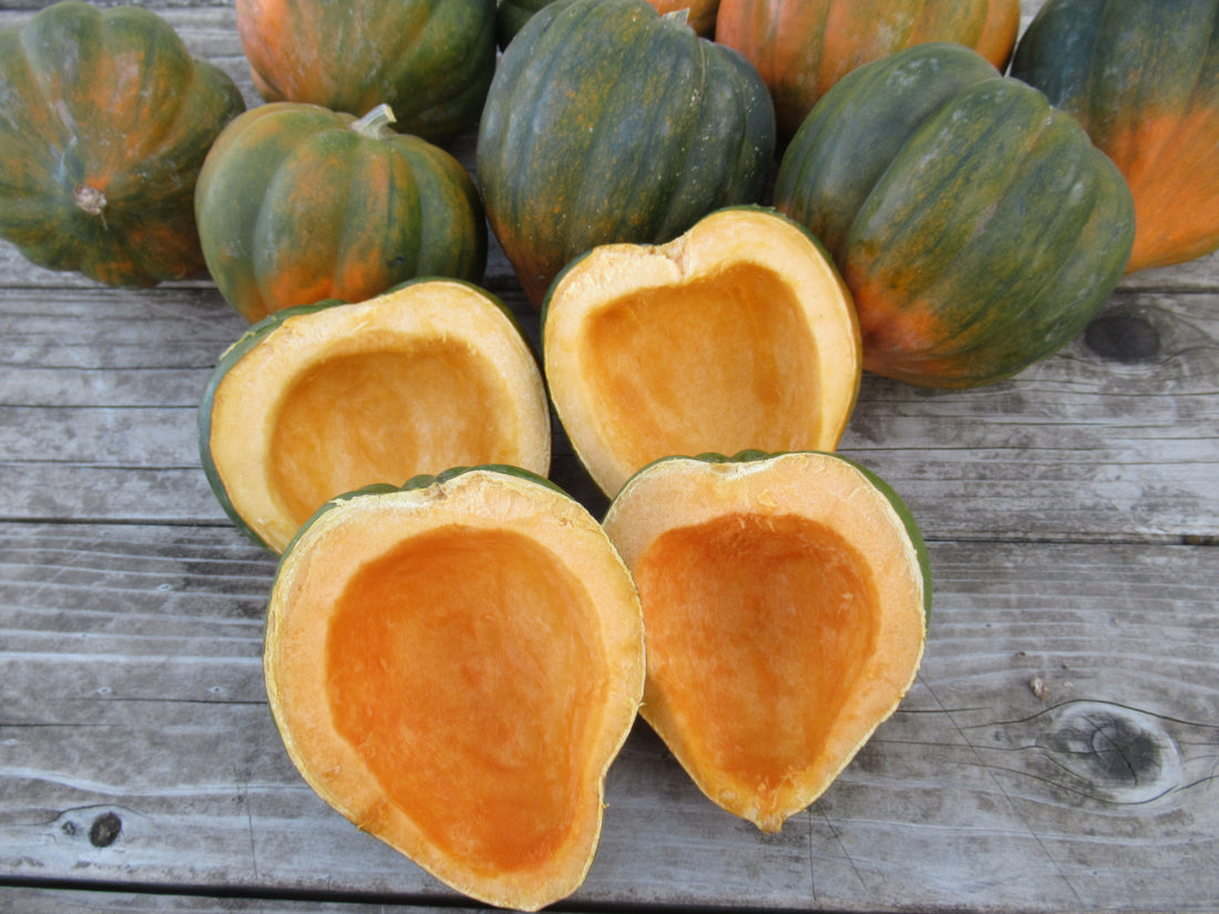 Sweet Reba Acorn Squash