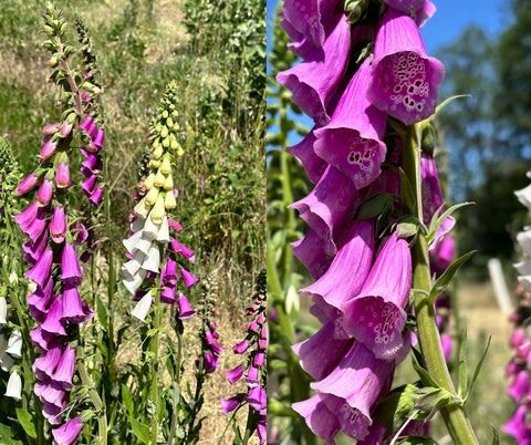 Foxglove