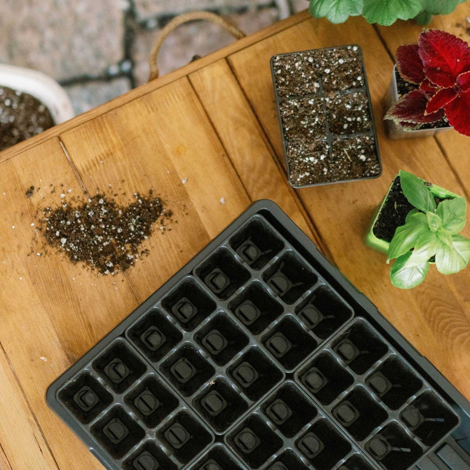 Seedling tray on a wooden surface with small plants and soil. 