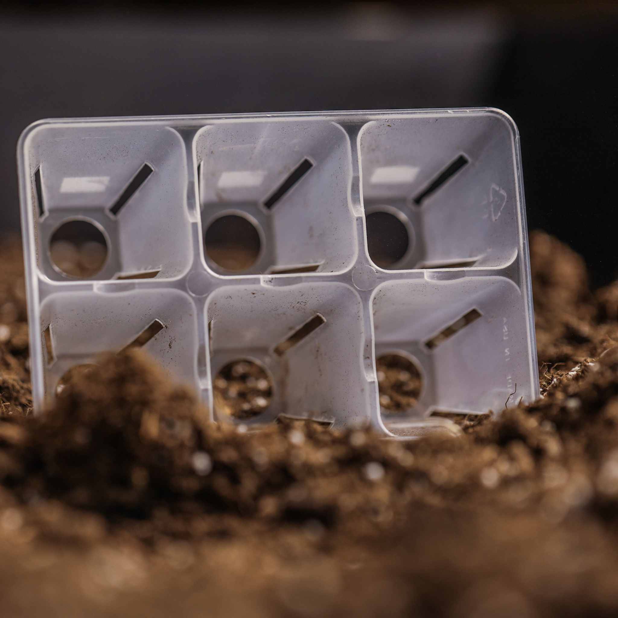 Clear seed tray with multiple compartments partially buried in soil 