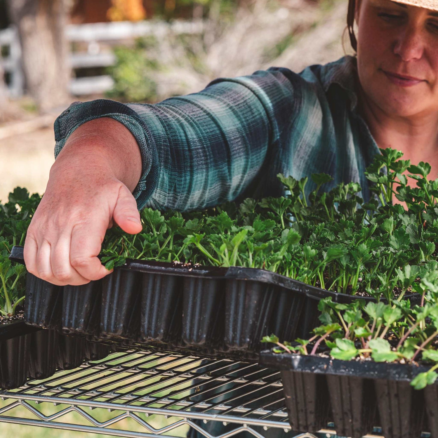 Person tending to seedlings in black trays outdoors