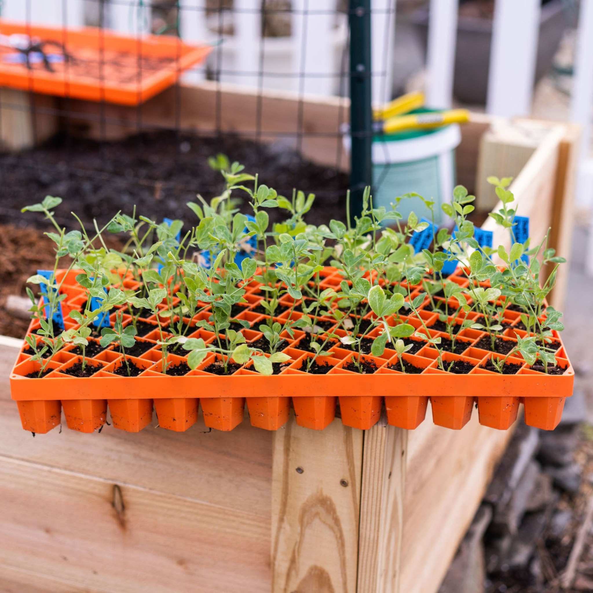 Orange seedling tray with small plants on a wooden surface outdoors. 