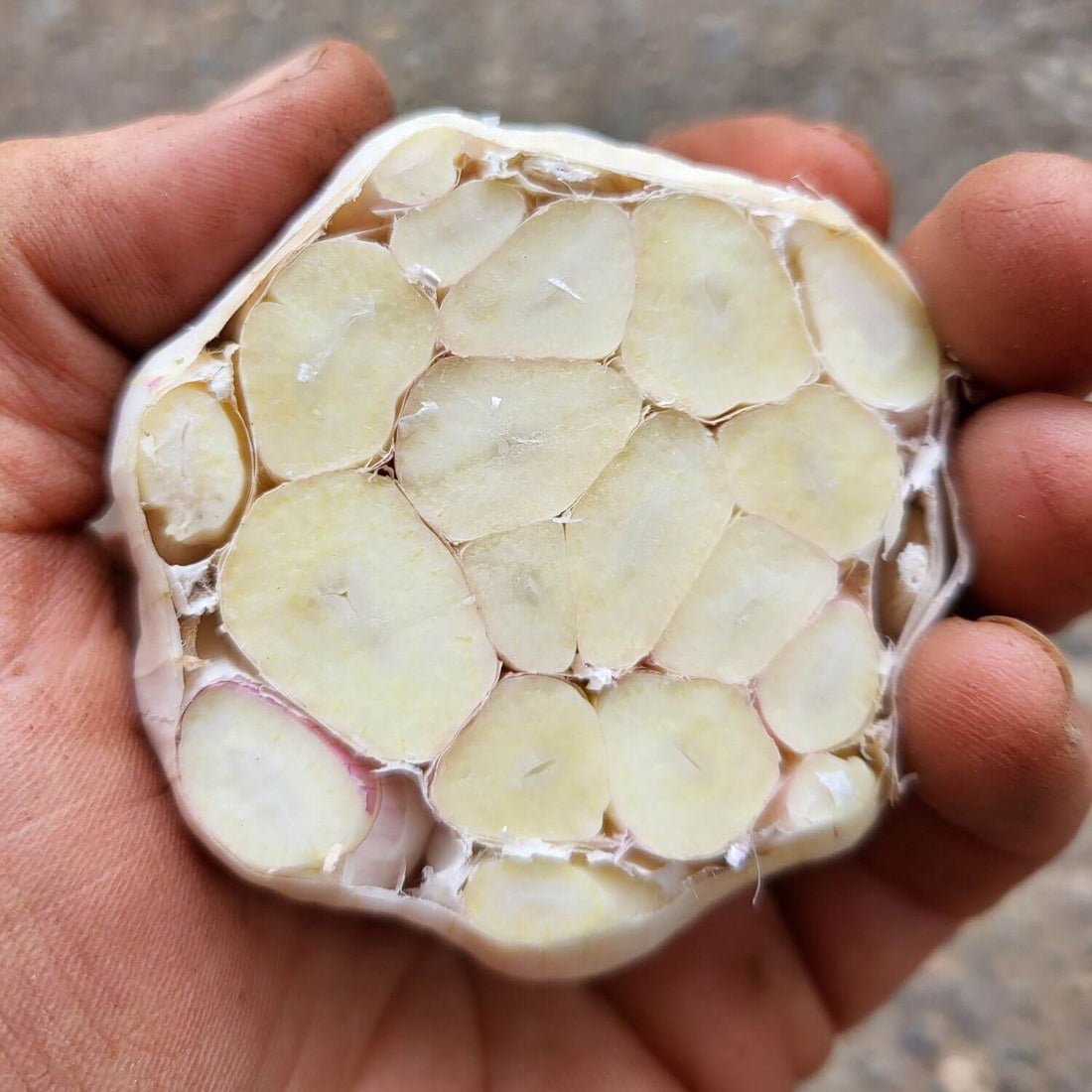 Applegate Artichoke- Organic Softneck Garlic