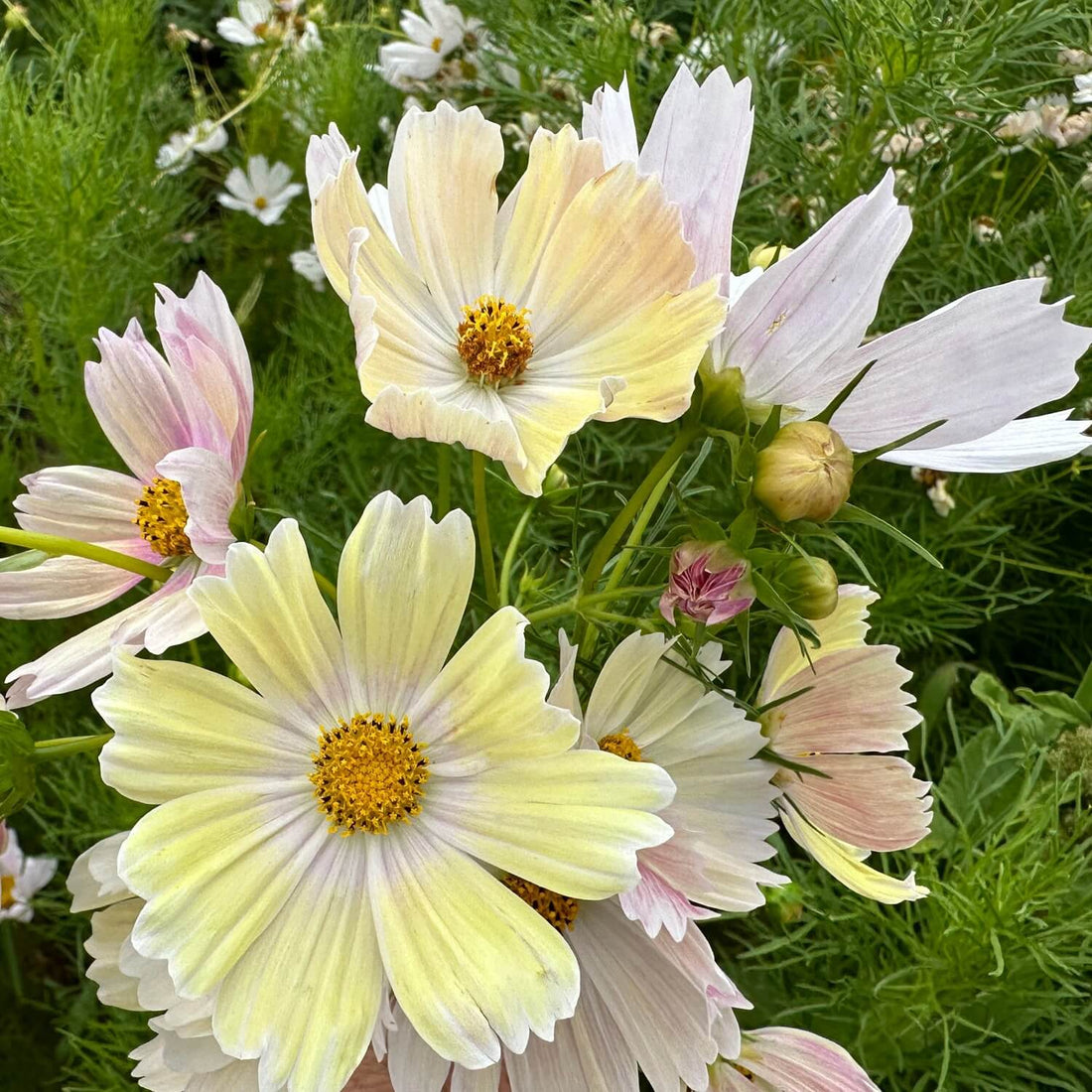 Close-up of white and pink cosmos flowers with green leaves.