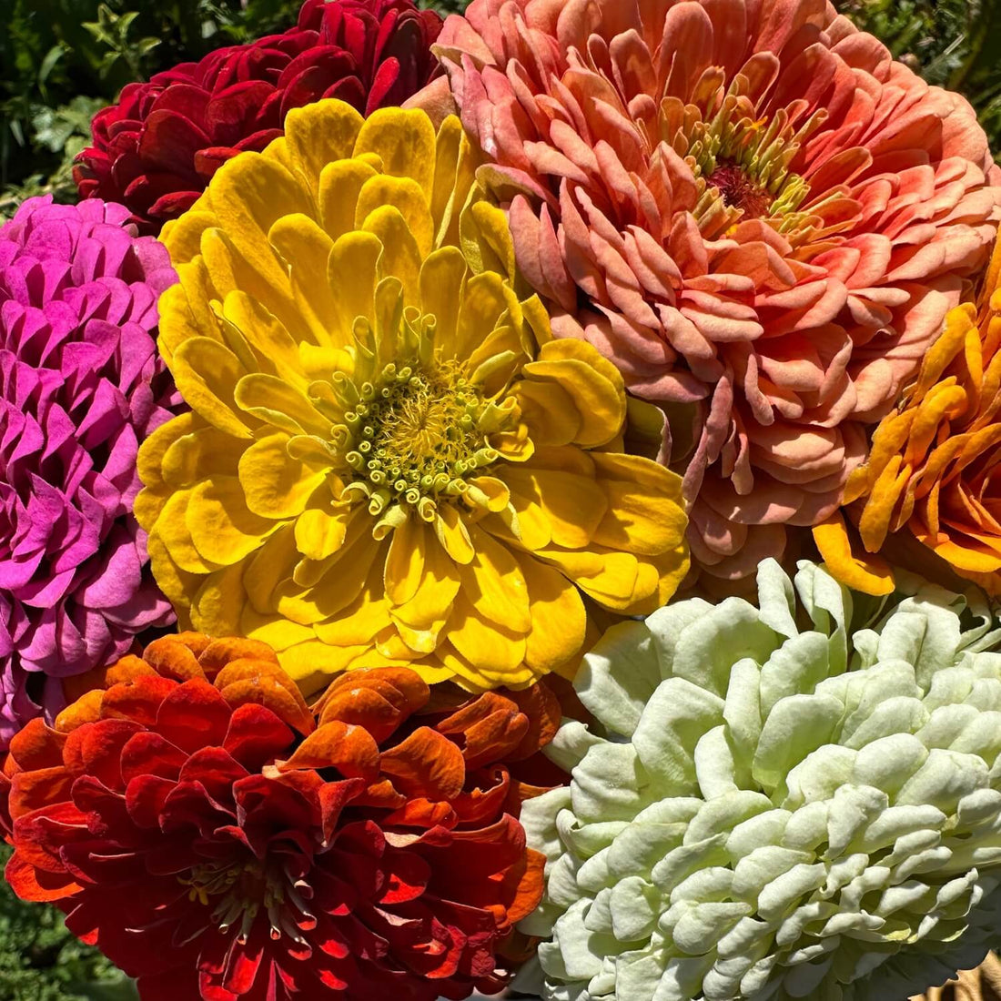 Colorful mixed zinnia flowers including yellow, pink, orange, red, and green.