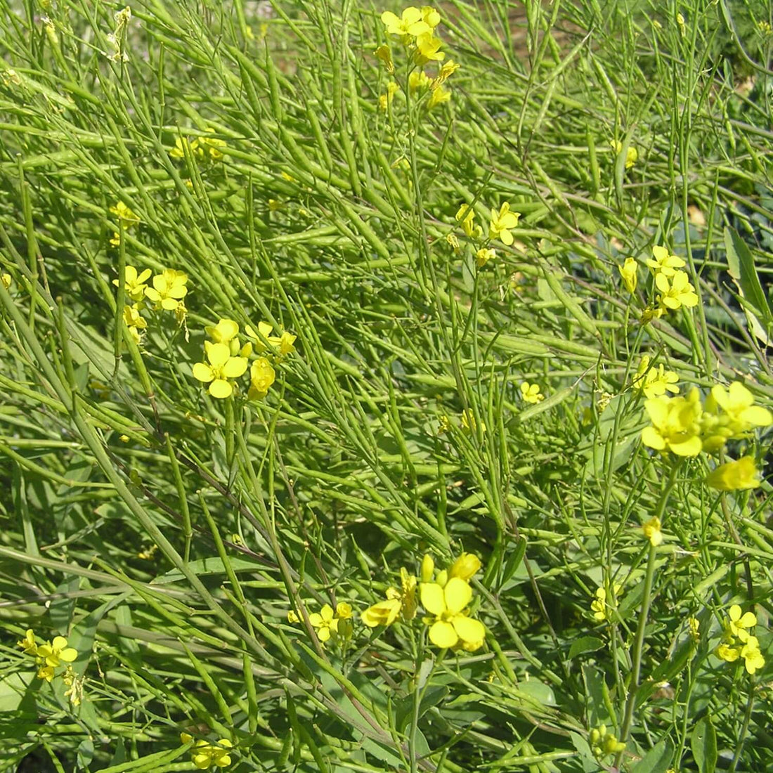 Yellow black mustard flowers amidst green foliage
