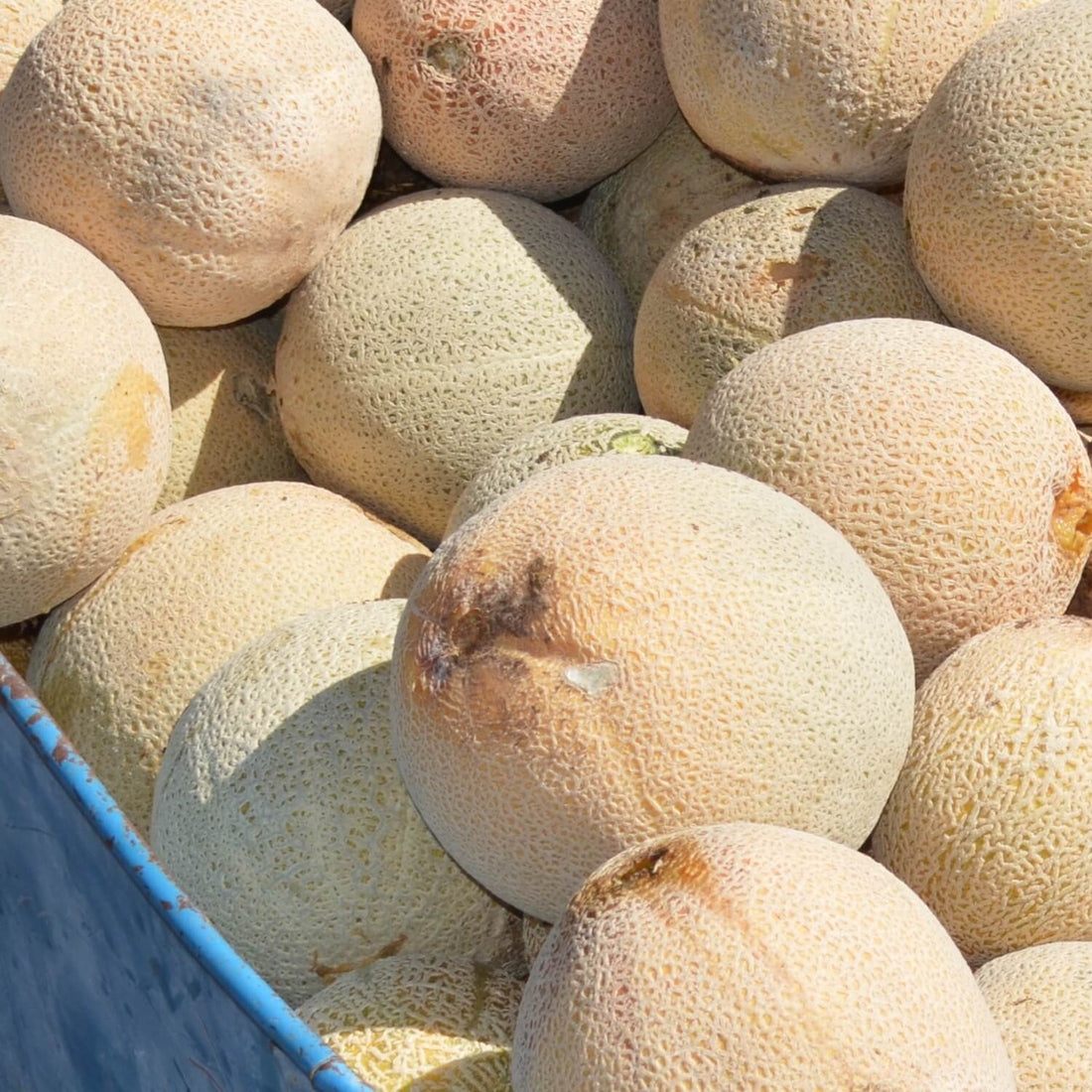 Stack of Blenheim Orange muskmelons with a blue container in the foreground