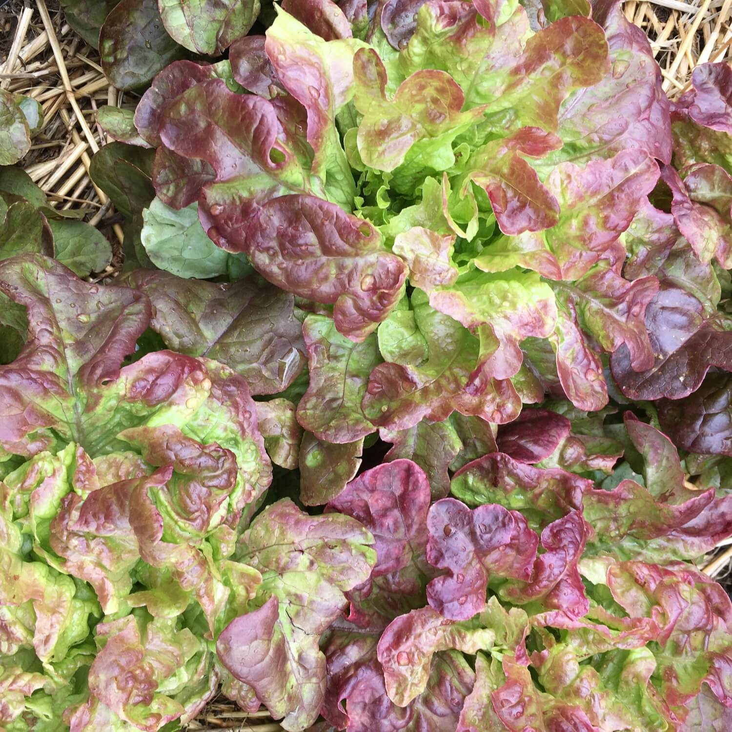 Close-up of blushed butter oak lettuce