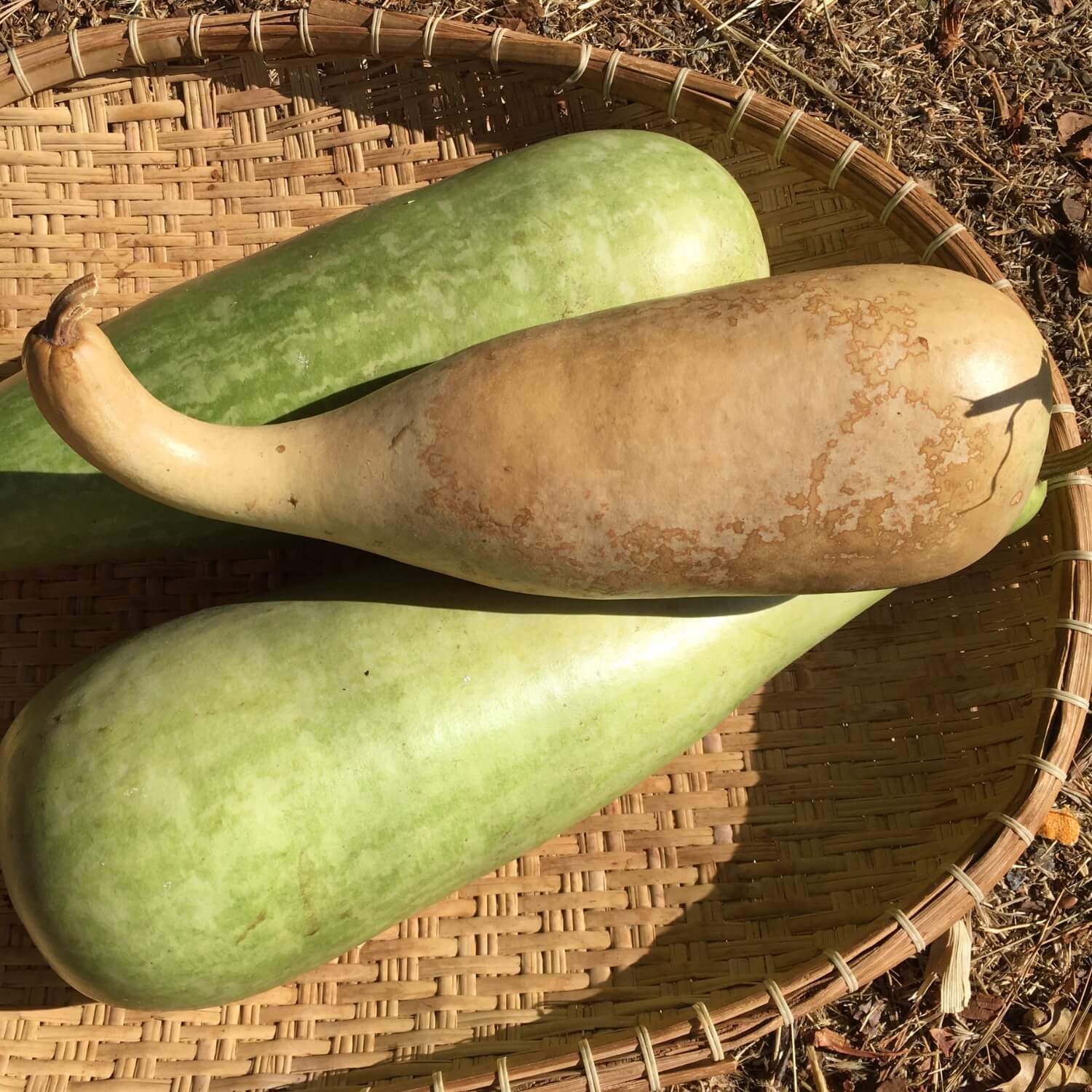Three green and brown Bottle gourds on a woven basket
