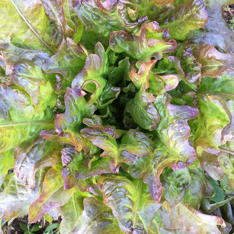 Close-up of green and purple Bronze Arrow Oak leaf lettuce