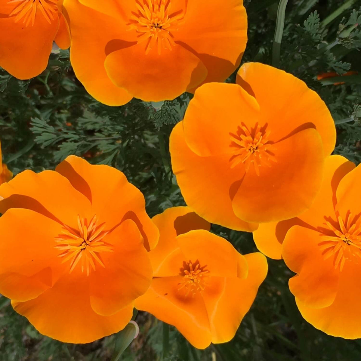 Close-up of bright California poppy flowers with a green background