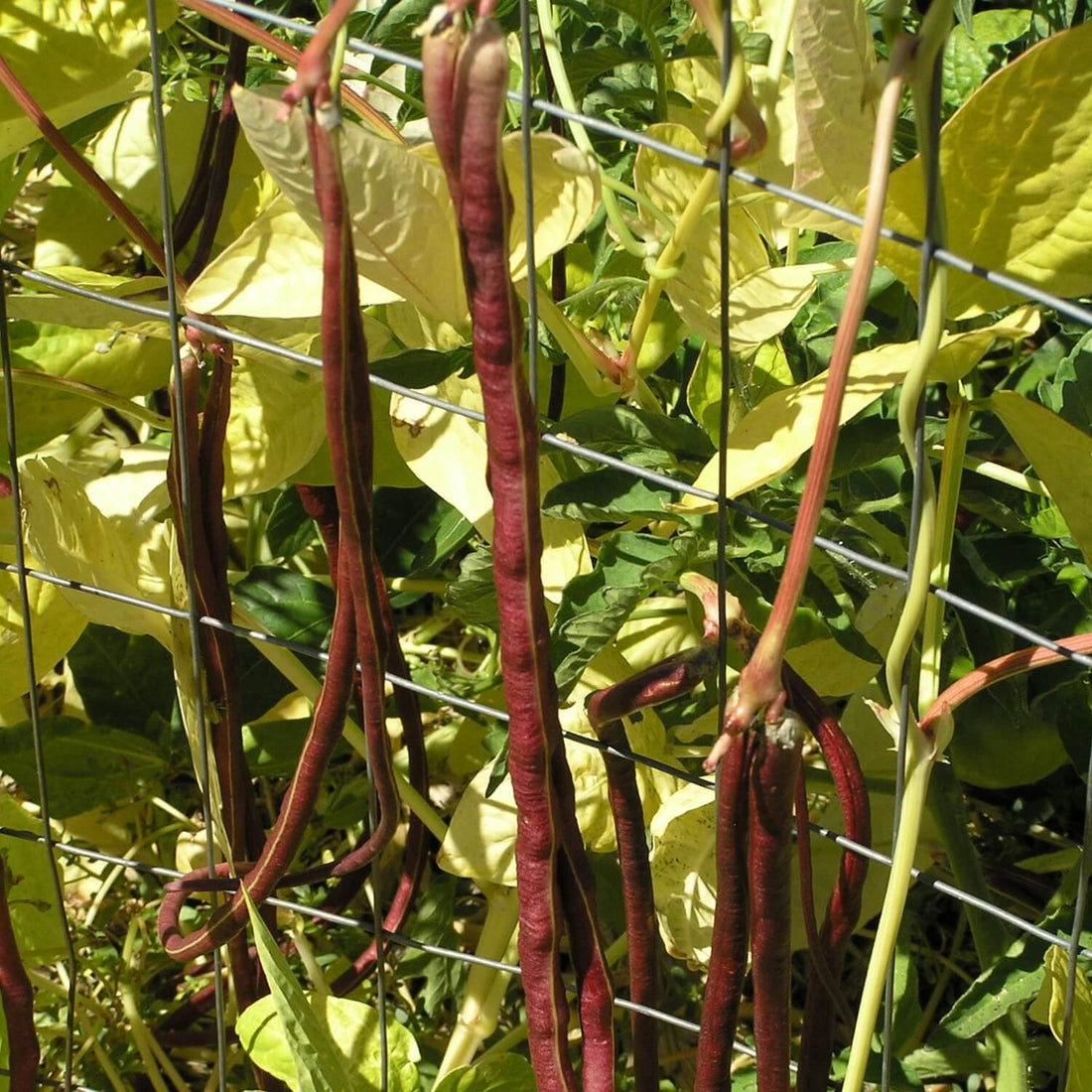 Chinese red noodle bean pods growing on a trellis with green leaves