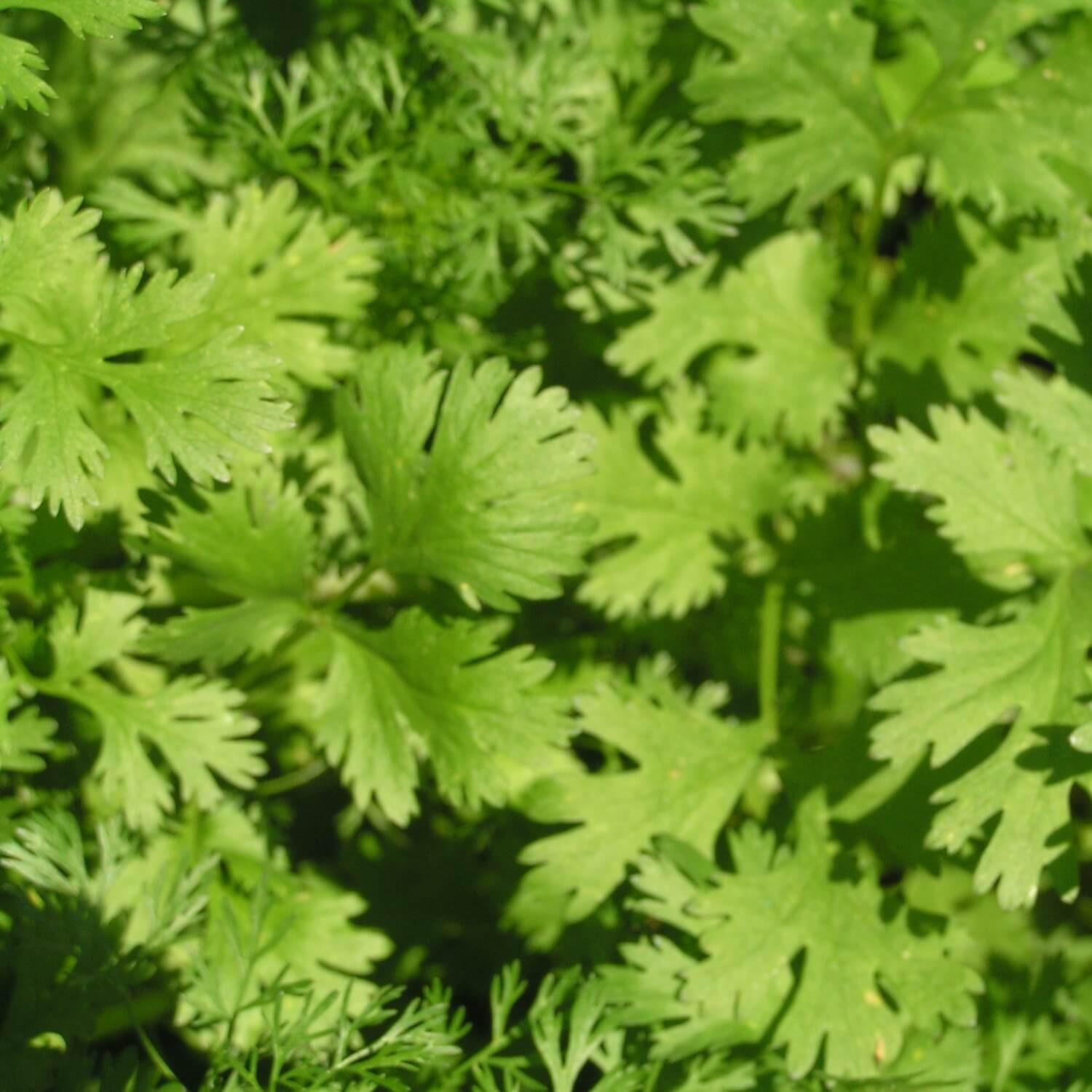 Close-up of green cilantro leaves with a blurred background