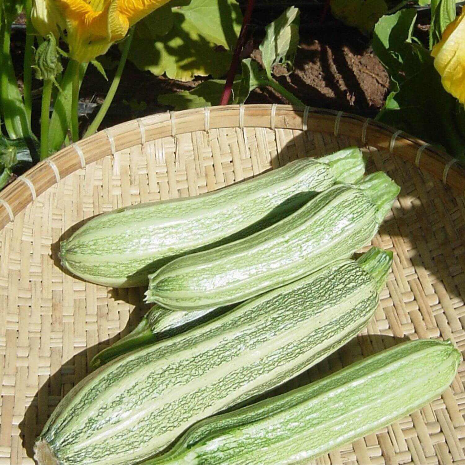 Costata Romanesco Zucchini