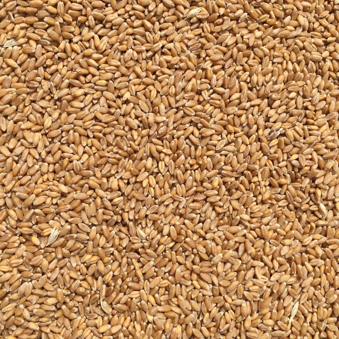 Close-up of a pile of crimean winter wheat grains