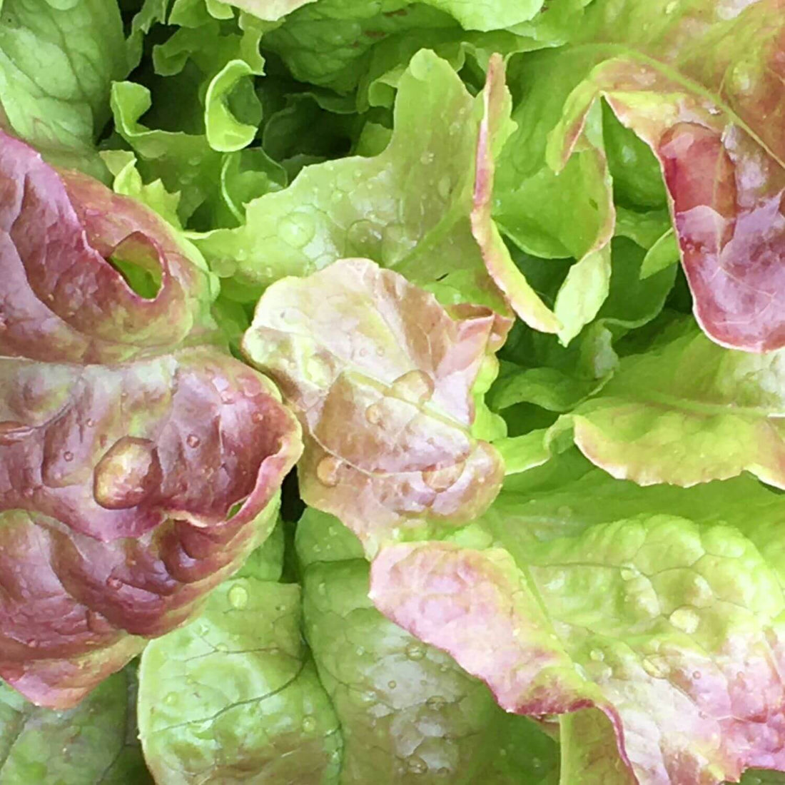 Drunken Woman Lettuce