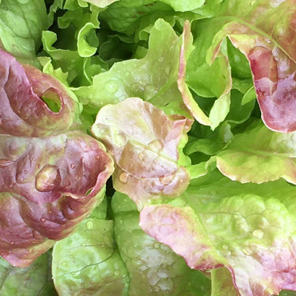 Drunken Woman Lettuce