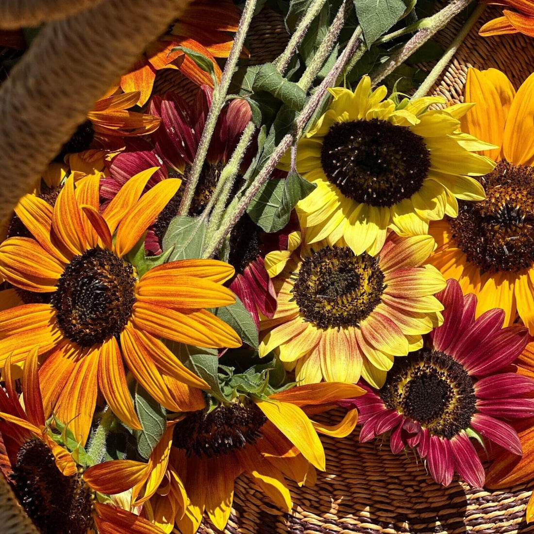 Bouquet of red orange and yellow sunflowers and other flowers in a woven basket