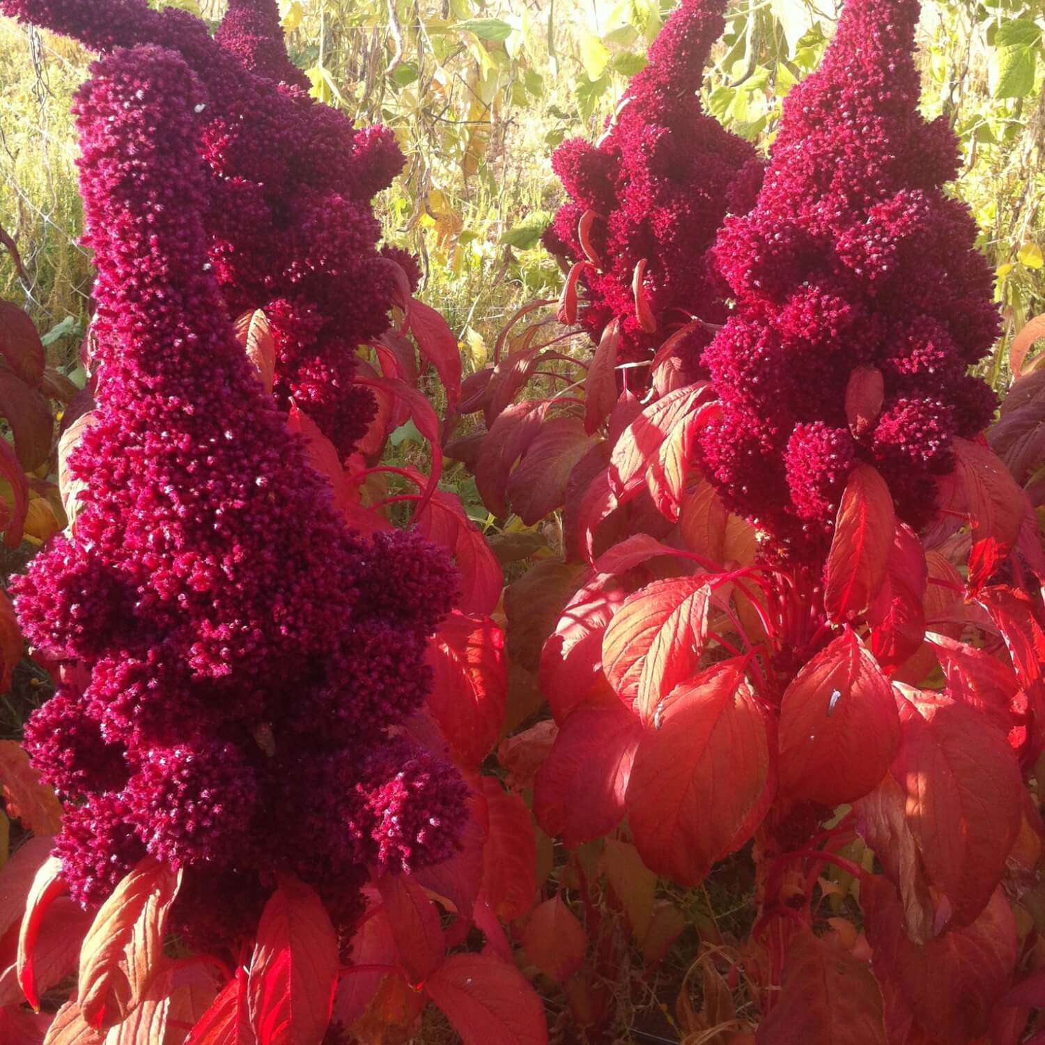 Close-up of vibrant red and purple elephant head amaranth plants with a blurred natural background