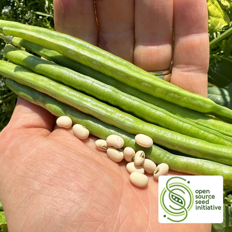 Hand holding Fast Lady Cowpeas and white beans with 'Open Source Seed Initiative' logo.