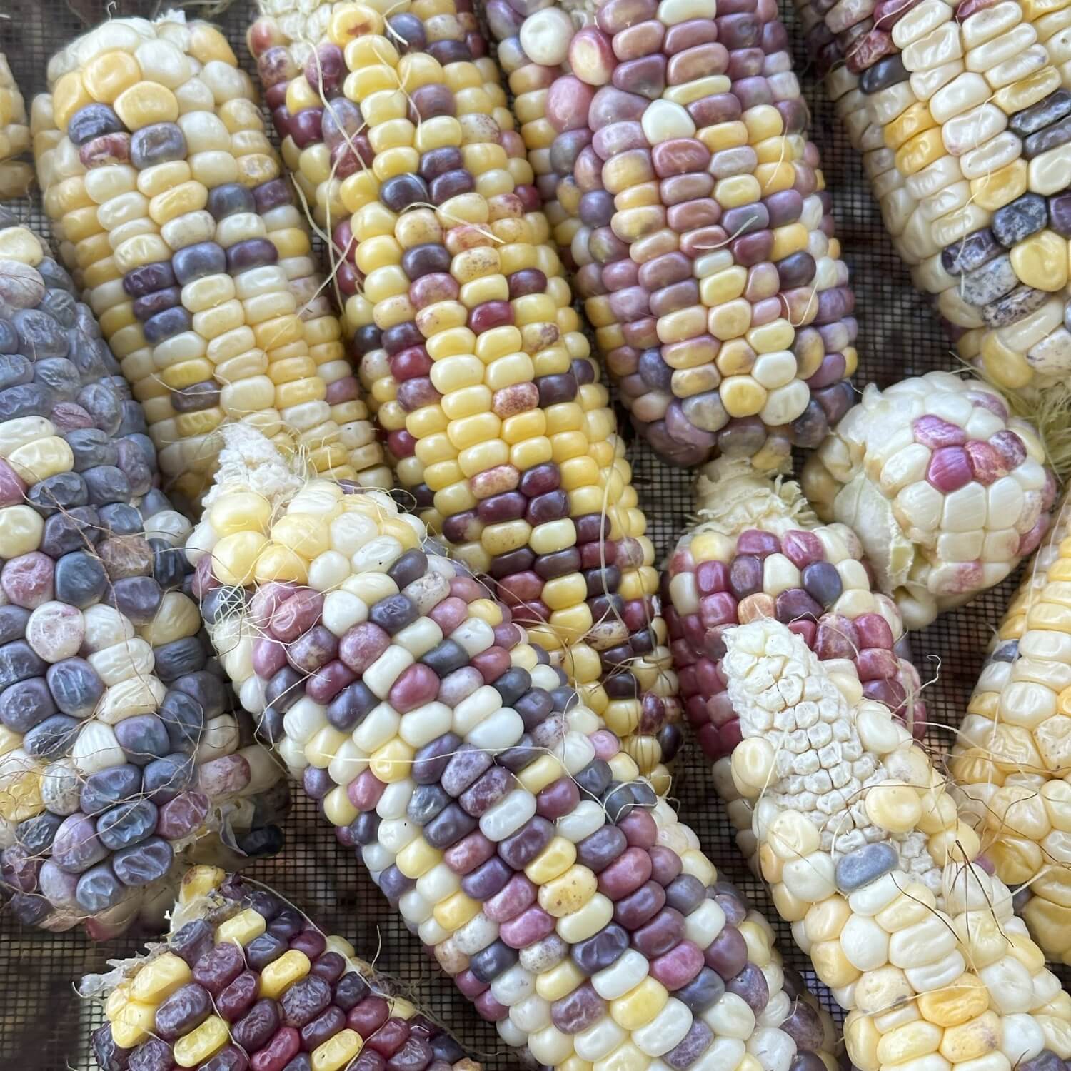 Multicolored festivity sweet corn cobs on a textured surface