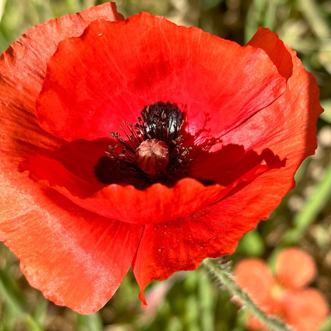Close-up of a Flanders Corn poppy flower with a blurred green background