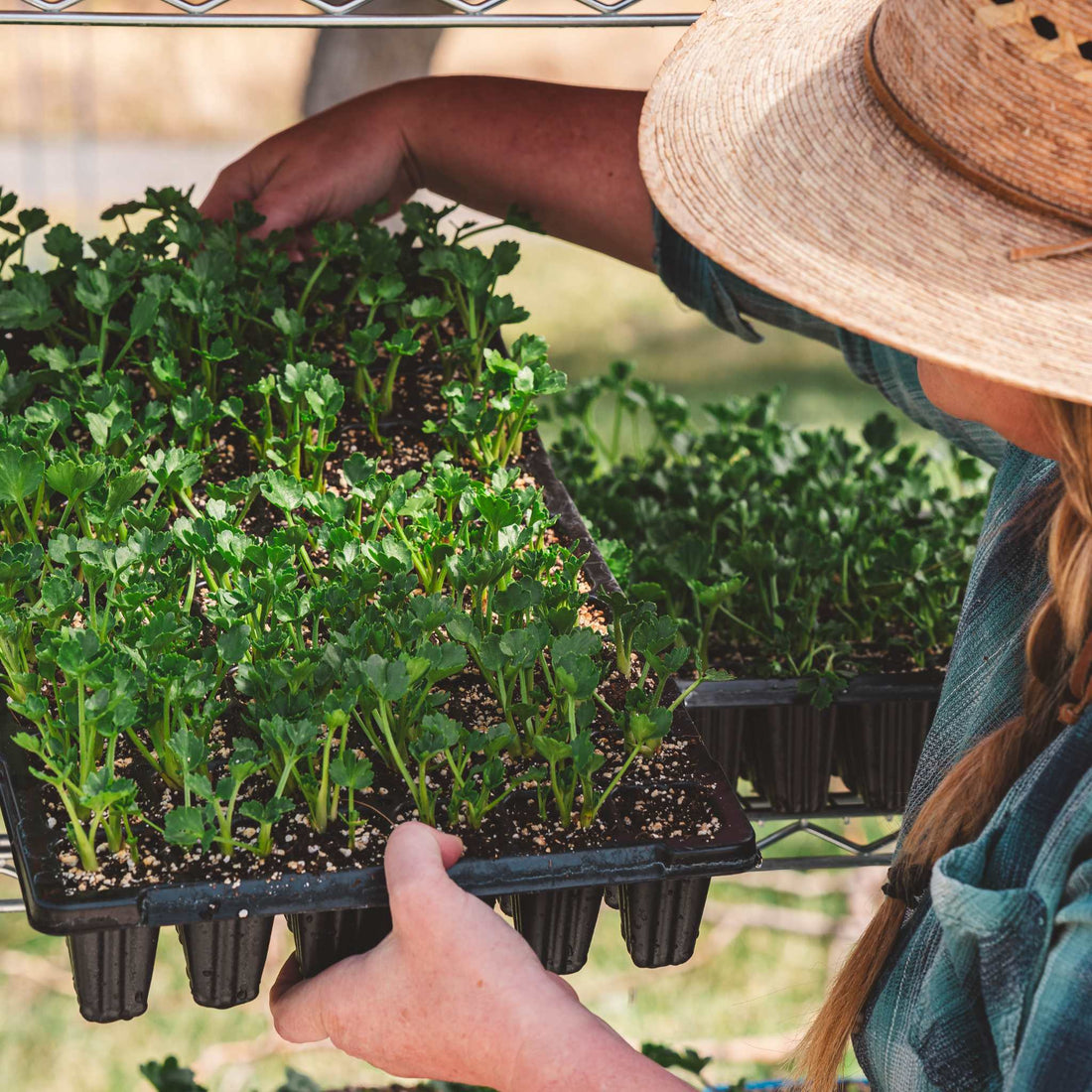 Person holding a tray of young plants outdoors