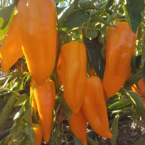 Gatherer's Gold sweet peppers hanging from a plant with green leaves.
