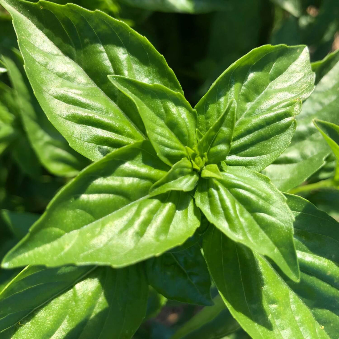 Close-up of Genovese sweet green basil leaves