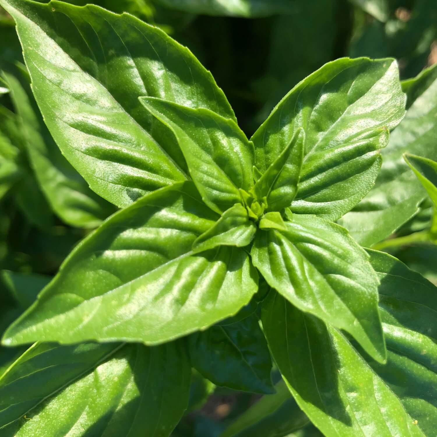 Close-up of Genovese sweet green basil leaves