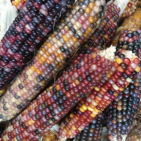 Multicolored glass gem corn cobs with purple, red, yellow, and black kernels.