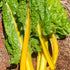 Close-up of Golden chard with yellow stalks on a brown soil background