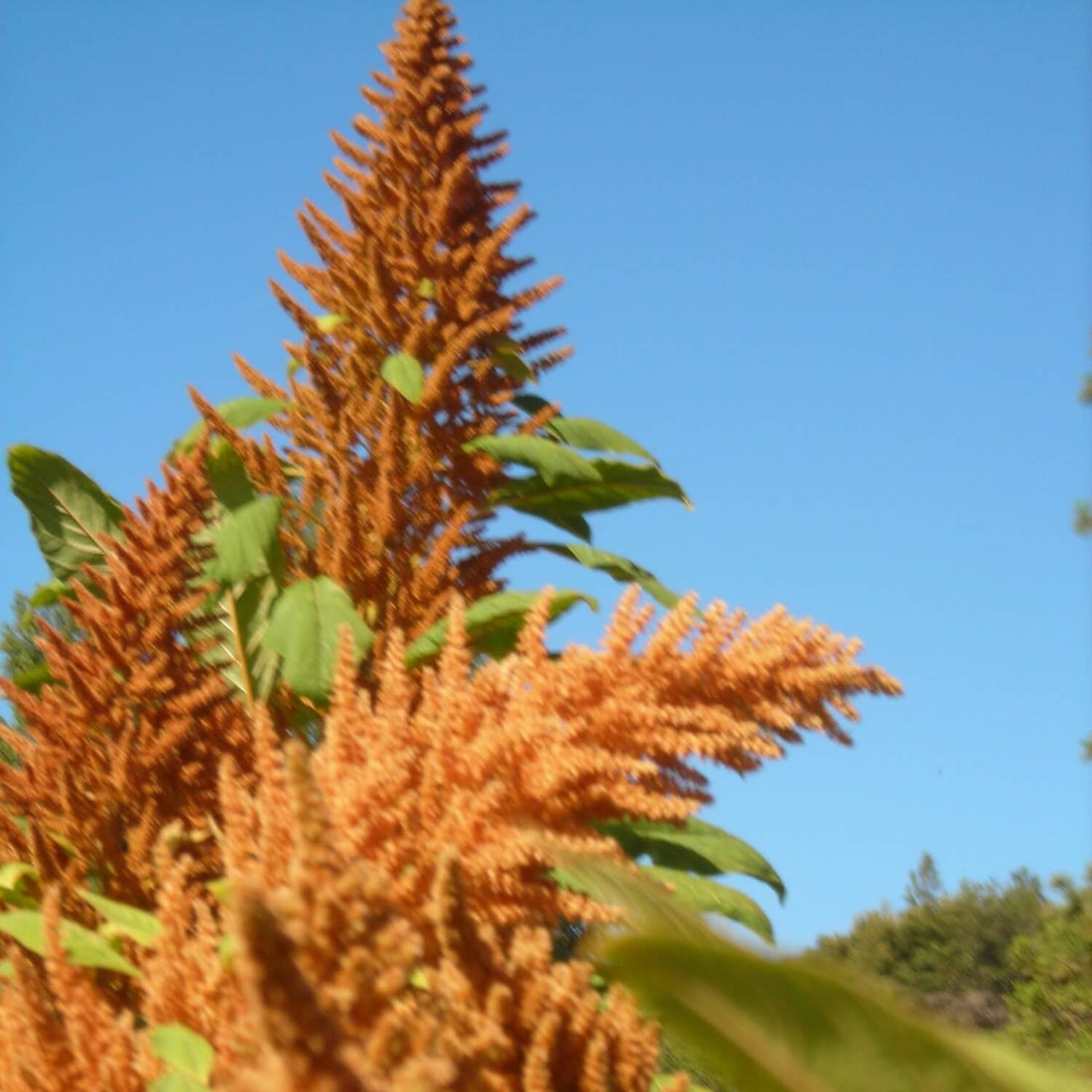 Close-up of a giant golden amaranth with orange flower clusters against a clear blue sky.