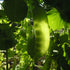 Green beauty snow pea pod hanging from a plant with leaves