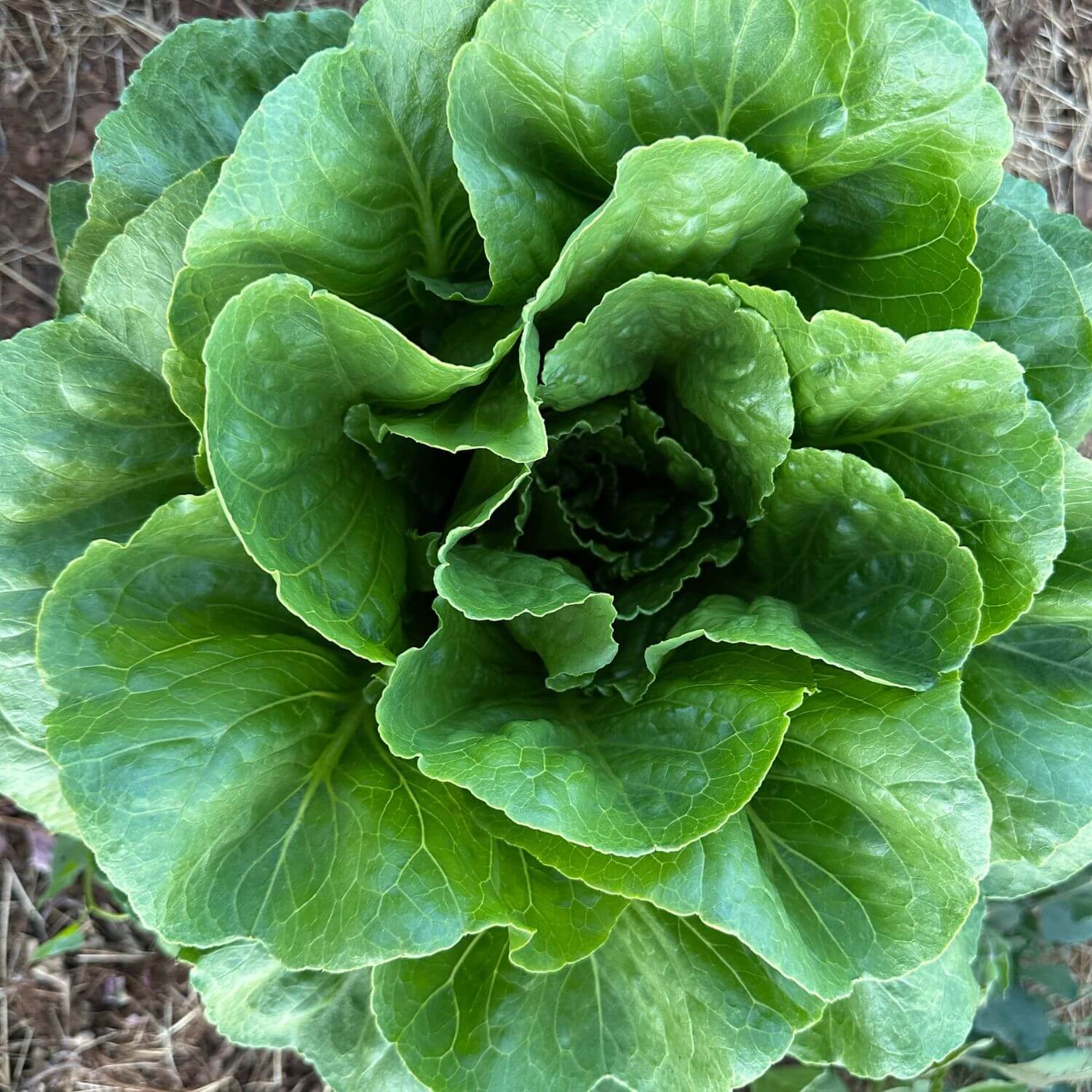 Green Towers Lettuce