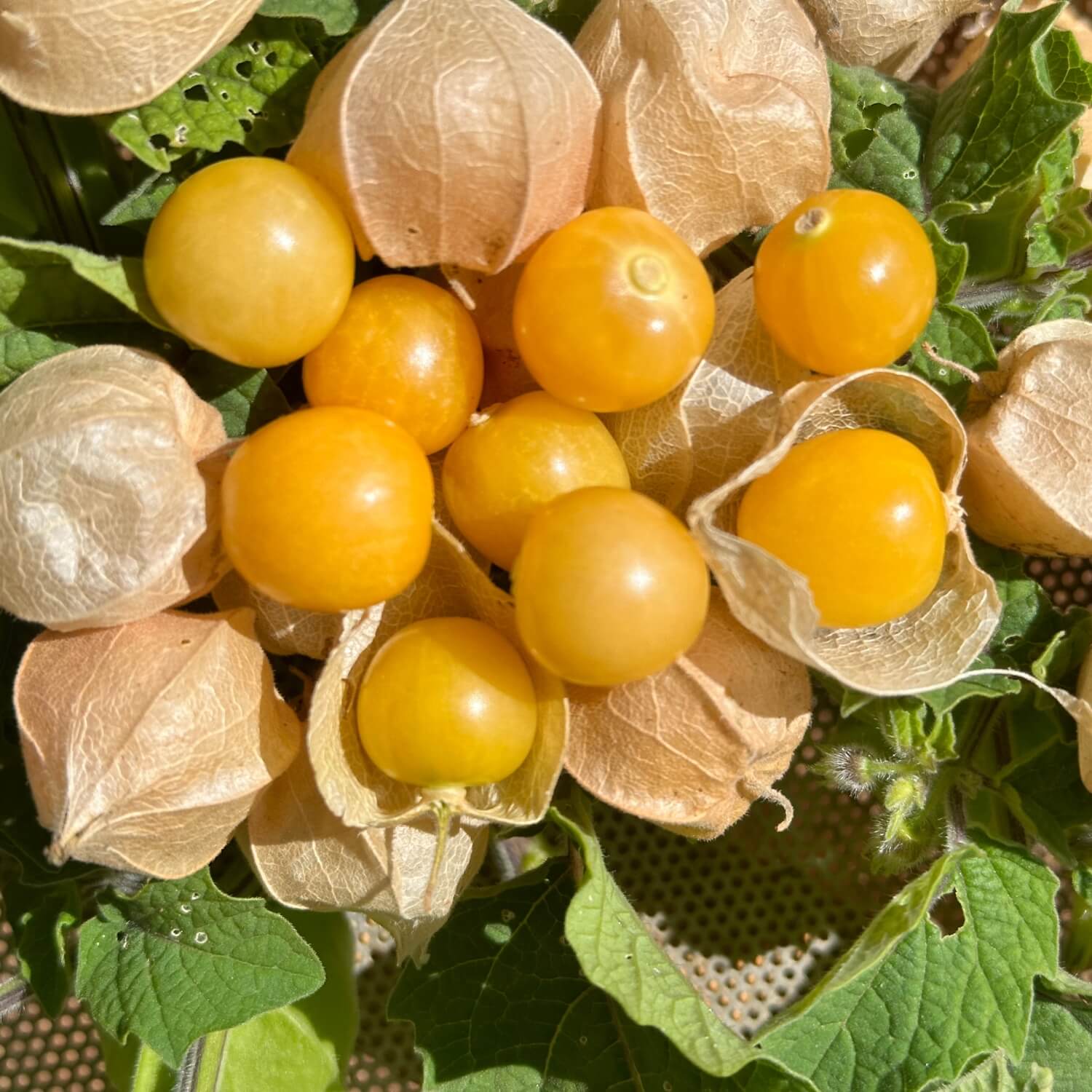 Cluster of yellow Ground Cherries with green leaves