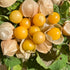 Cluster of yellow Ground Cherries with green leaves
