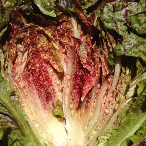 Close-up of a head of hearts aflame lettuce.