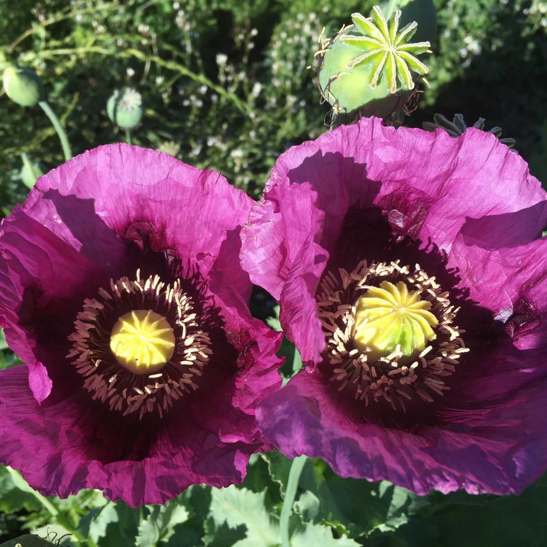 Two Hungarian blue breadseed poppy flowers with yellow centers in a garden setting